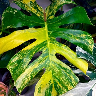 Telegram profile photo for ОраNжерея