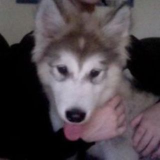 Telegram profile photo for Puppy love