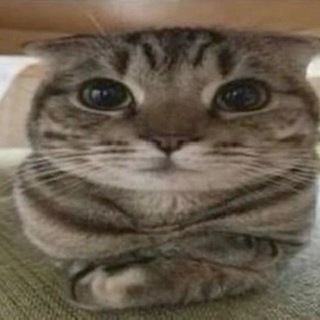 Telegram profile photo for руна