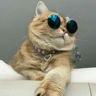 Telegram profile photo for Ваше Котейшество🐱