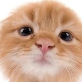 Telegram profile photo for Мурлыкалка