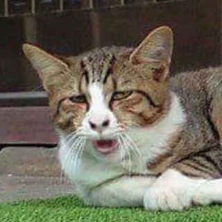 Telegram profile photo for HUMOR RECEH