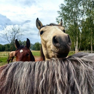 Telegram profile photo for Лаборатория Радости и Счастья