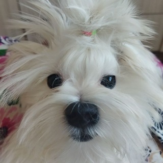 Telegram profile photo for Мальтийская болонка Хиро)
