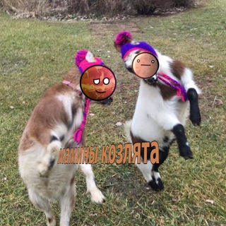 Telegram group profile photo for Козёл пранкер||загон козий🐐