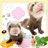 Telegram profile photo for پناهگاهِ یک سمورِ دزد