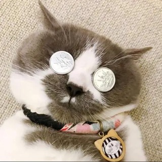 Telegram profile photo for 芝士通知频道
