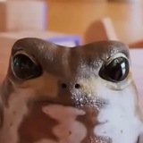 Telegram profile photo for Болота news 🐸🤫