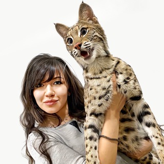 Telegram profile photo for Розплідник Royal Cats ❤️ Коти та кошенята з України