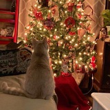 Telegram profile photo for دفترچه خاطرات من🎄
