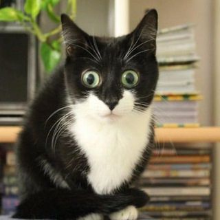 Telegram profile photo for Котики 🐈🐈⬛