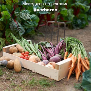 Telegram profile photo for Домашняя Рассада | Огород на даче