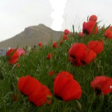 Telegram profile photo for کمیته زیست محیطی بدر قروه