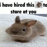 Telegram profile photo for bunny…