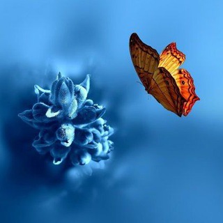 Telegram profile photo for ꧁ Мир в красоте ꧂