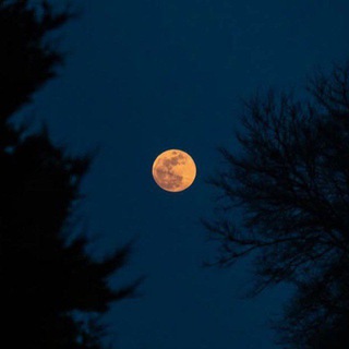 Telegram profile photo for the moon