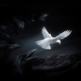 Telegram profile photo for Белая книга Донбасса