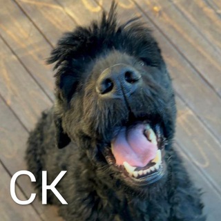 Telegram group profile photo for СОБАЧНИКИ КРАТОВО 🐶