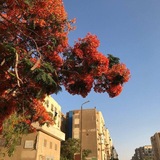 Telegram profile photo for أحلام صغيرة