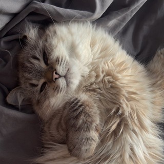Telegram profile photo for SASHECHQA 540