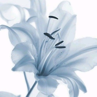 Telegram profile photo for переходник в канал.