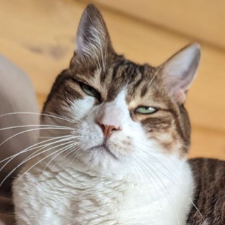 Telegram profile photo for Кот и пёс, которые смогли!