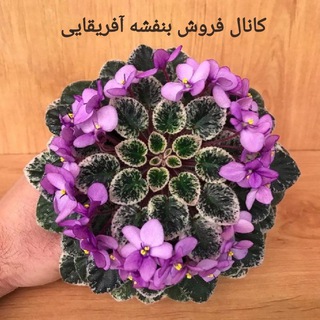 Telegram profile photo for فروشندگان بنفشه آفریقایی و ارکیده و هویا ایران