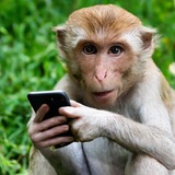 Telegram profile photo for Ton news
