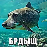 Telegram profile photo for Тгк чей? - Kirillovee