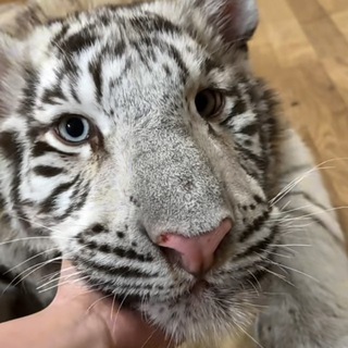 Telegram profile photo for 猫猫的朋友圈