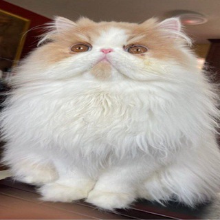 Telegram profile photo for дейли мягкие сратыши