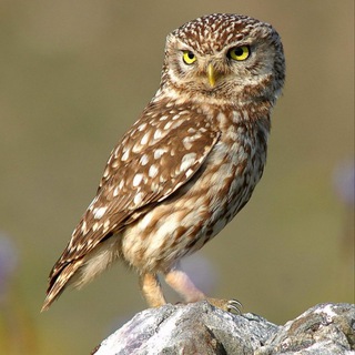 Telegram profile photo for Північний Сич 🦉