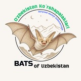 Telegram profile photo for Bats.uz | Летучие мыши Узбекистана |Ko'rshapalaklarhona 🇺🇿
