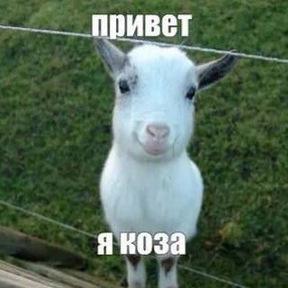 Telegram profile photo for kvaseka