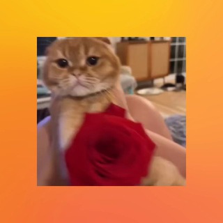 Telegram profile photo for Bulk sms route
