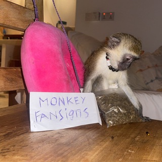 Telegram profile photo for Monkey Fansigns