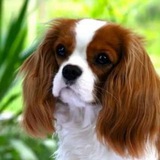 Telegram profile photo for Кавалер Кинг Чарльз Спаниэль