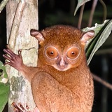 Telegram profile photo for Вокруг зверей