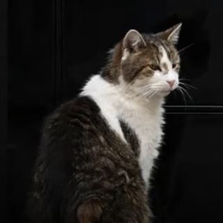Telegram profile photo for Larry The Cat