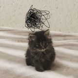Telegram profile photo for ( Переезд)Сырная лепёшка