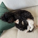 Telegram profile photo for dog spooning cat portal