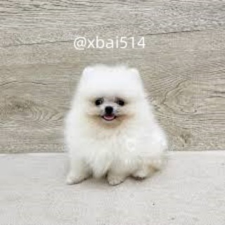 Telegram profile photo for P图-小白【网银转账P图软件】银行流水-网银转账-2345看图王官方授权