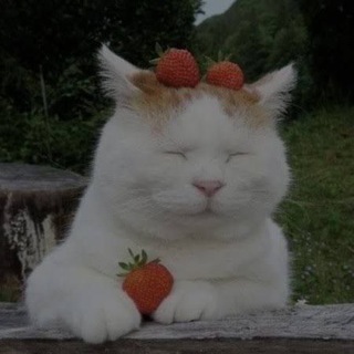 Telegram profile photo for Mood