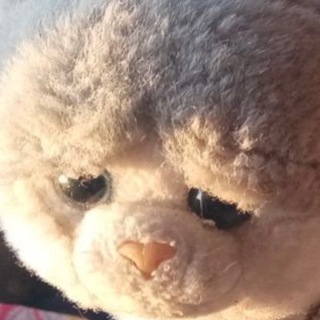 Telegram profile photo for прикольные мордочки