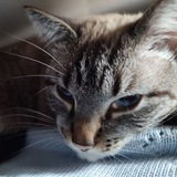 Telegram profile photo for отзывы транквила