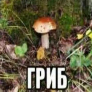 Telegram profile photo for ОПЯТА ПОМНЕШ 🍄🟫