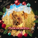 Telegram profile photo for Рыжая морда🌼