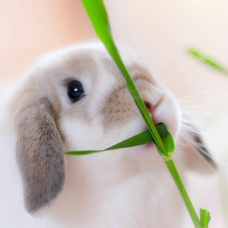 Telegram profile photo for Just bunnies