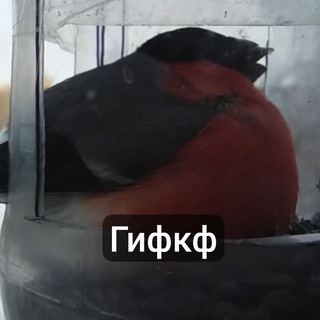 Telegram profile photo for GIF confession >< #гифКф