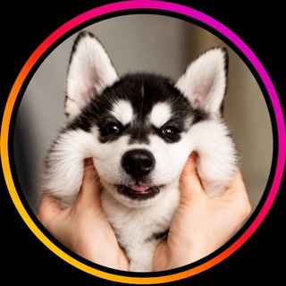 Telegram profile photo for 🐱 MIMI COMEDY 🐶